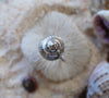 Shark's Eye Moon Shell Ring